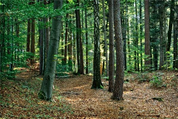 利用物聯(lián)網(wǎng)改變樹木監(jiān)控、管理